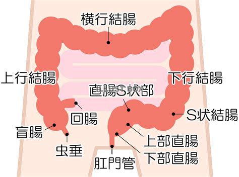 大腸 方向